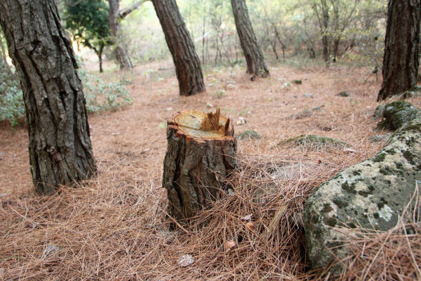 Best Stump Grinding and Removal  in Marbleton, WY