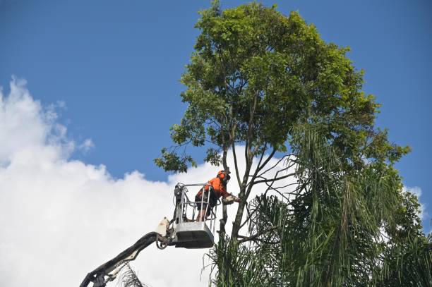 How Our Tree Care Process Works  in  Marbleton, WY